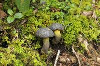 Retiboletus flavoniger image