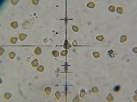 Psilocybe neoxalapensis image