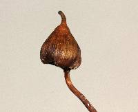 Psilocybe hoogshagenii image