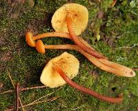 Image of Gymnopilus picreus