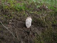 Coprinus comatus image