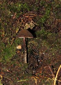 Psilocybe neoxalapensis image