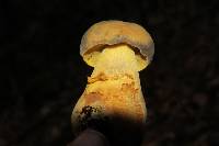 Retiboletus flavoniger image