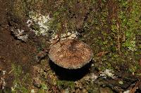 Tricholoma terreum image