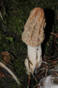 Morchella rufobrunnea image