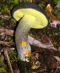 Retiboletus flavoniger image