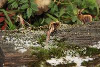 Psilocybe aztecorum image