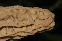 Morchella rufobrunnea image