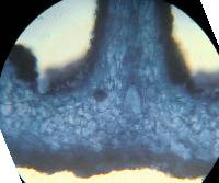 Psilocybe yungensis image