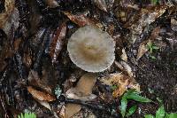 Ampulloclitocybe clavipes image