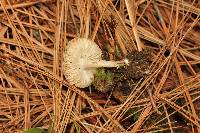 Tricholoma terreum image