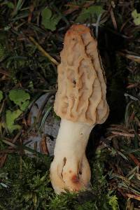 Morchella rufobrunnea image