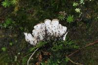 Peltigera neopolydactyla image