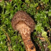 Inocybe hystrix image