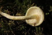 Hygrophorus chrysodon image