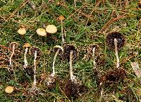 Psilocybe aztecorum image