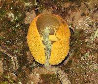 Retiboletus flavoniger image