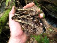 Psilocybe zapotecorum image