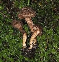 Inocybe hystrix image