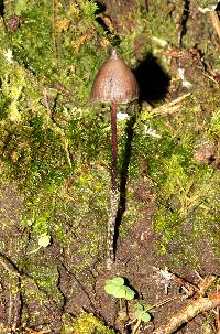 Psilocybe neoxalapensis image