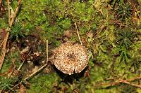 Tricholoma terreum image