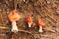 Gyromitra esculenta image