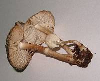 Leucoagaricus caerulescens image