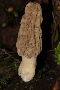 Morchella rufobrunnea image