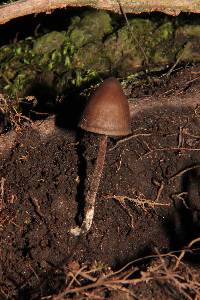 Psilocybe neoxalapensis image