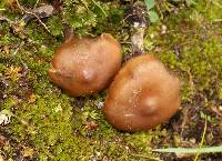 Psilocybe muliercula image