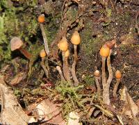 Cortinarius acutus image