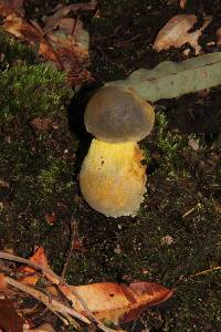 Retiboletus flavoniger image