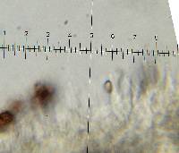 Psilocybe hoogshagenii image