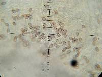 Psilocybe muliercula image