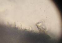Psilocybe zapotecorum image