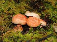 Lactarius salmonicolor image