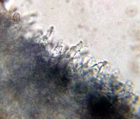 Psilocybe zapotecorum image