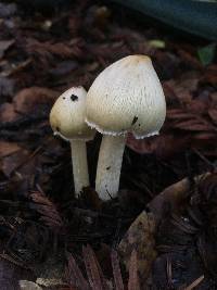 Inocybe sororia image