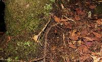 Psilocybe neoxalapensis image