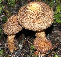 Inocybe hystrix image