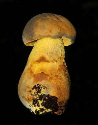 Retiboletus flavoniger image