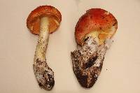 Amanita yema image