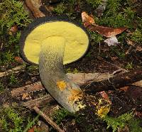 Retiboletus flavoniger image