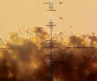 Psilocybe neoxalapensis image