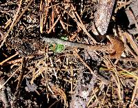 Inocybe calamistrata image