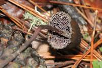 Psilocybe neoxalapensis image