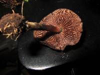 Psilocybe muliercula image