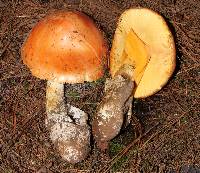 Amanita yema image