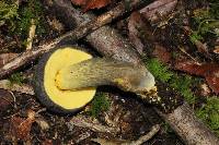 Retiboletus flavoniger image