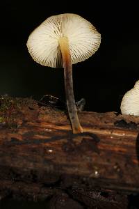 Xeromphalina tenuipes image